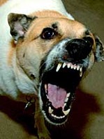 Dog_bite
