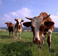 Cows