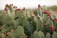Prickly-pear-cactus-flowering