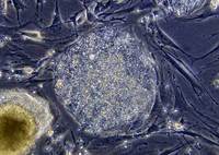 Stem_cell_embryo_20x_01