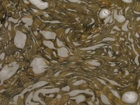 Pollution_20090609163624_320_240