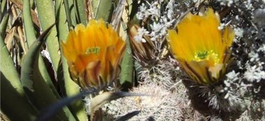 The best of the Rainbow Trail in El Paso