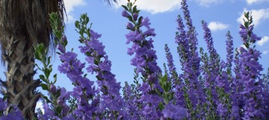 Purple Sage
