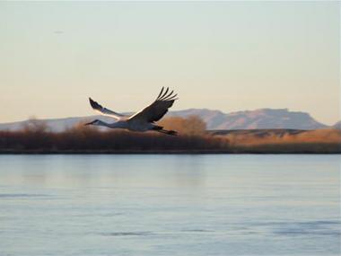 Bosque Del Apache: Flight 