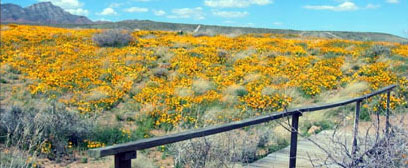 Poppies along Transmountain Road in El Paso