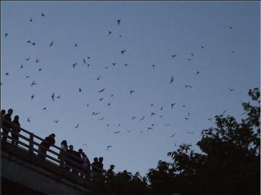 <a href="http://shapleigh.org/news/3050-from-the-senator-s-desk">Bat's At Sundown in Austin at the Congress Street Bridge</a>