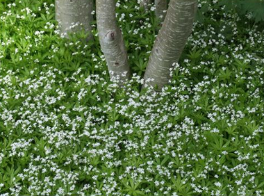 "Best of the West" Aspen and White Lace
